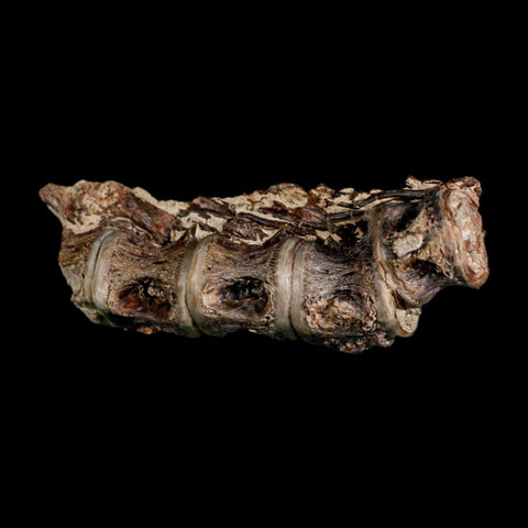 3" Saber Toothed Herring Fossil Vertebrae Enchodus Cretaceous Age Niobrara FM Kansas - Fossil Age Minerals