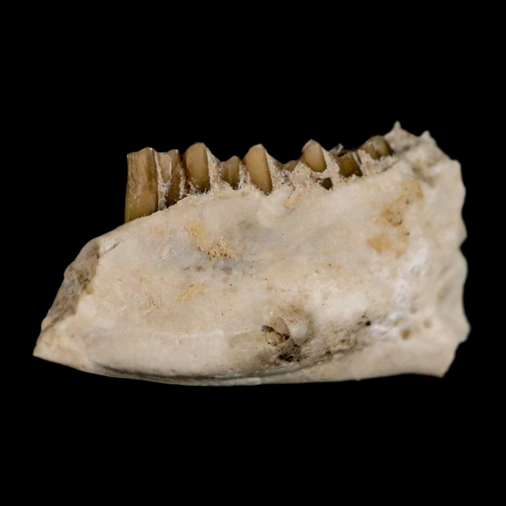 0.8" Palaeolagus Hayeni Fossil Jaw Section Teeth Oligocene Epoch South Dakota Display - Fossil Age Minerals
