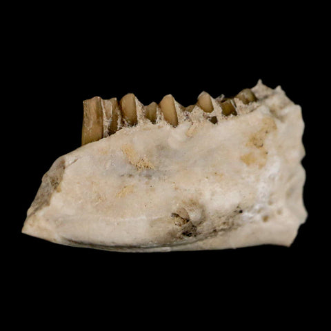 0.8" Palaeolagus Hayeni Fossil Jaw Section Teeth Oligocene Epoch South Dakota Display - Fossil Age Minerals