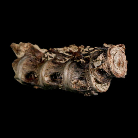 3" Saber Toothed Herring Fossil Vertebrae Enchodus Cretaceous Age Niobrara FM Kansas - Fossil Age Minerals