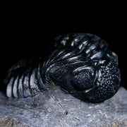 2.9" Drotops Trilobite Fossil Devonian Morocco Arthropod 400 Million Years Old COA