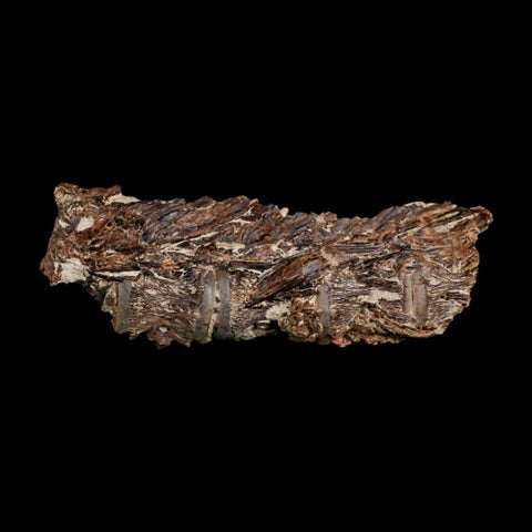 3" Saber Toothed Herring Fossil Vertebrae Enchodus Cretaceous Age Niobrara FM Kansas - Fossil Age Minerals