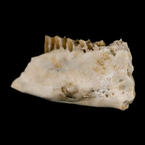 0.8" Palaeolagus Hayeni Fossil Jaw Section Teeth Oligocene Epoch South Dakota Display - Fossil Age Minerals