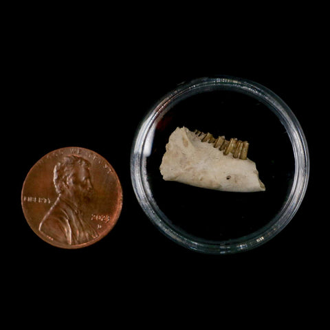 0.8" Palaeolagus Hayeni Fossil Jaw Section Teeth Oligocene Epoch South Dakota Display - Fossil Age Minerals