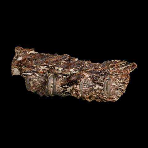 3" Saber Toothed Herring Fossil Vertebrae Enchodus Cretaceous Age Niobrara FM Kansas - Fossil Age Minerals