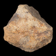 5.2" Torosaurus Bone Fossil Lance Creek FM Cretaceous Wyoming Dinosaur COA