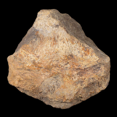 5.2" Torosaurus Bone Fossil Lance Creek FM Cretaceous Wyoming Dinosaur COA - Fossil Age Minerals