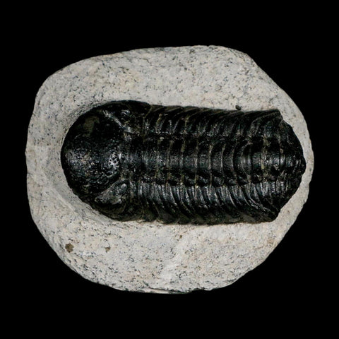 2.2" Moroccops Trilobite Fossil Devonian Morocco 400 Million Years Old COA - Fossil Age Minerals