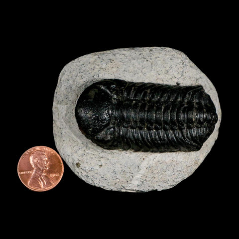 2.2" Moroccops Trilobite Fossil Devonian Morocco 400 Million Years Old COA - Fossil Age Minerals