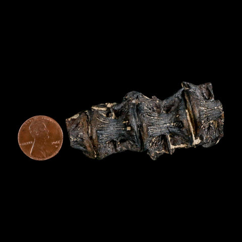 2.6" Saber Toothed Herring Fossil Vertebrae Enchodus Cretaceous Age Niobrara FM Kansas - Fossil Age Minerals