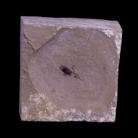 0.4 Detailed Fossil Unknown Insect Green River FM Uintah County UT Eocene Age