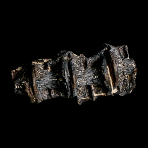 2.6" Saber Toothed Herring Fossil Vertebrae Enchodus Cretaceous Age Niobrara FM Kansas - Fossil Age Minerals