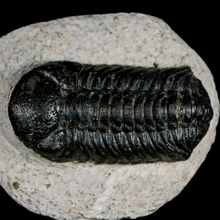 2.2" Moroccops Trilobite Fossil Devonian Morocco 400 Million Years Old COA