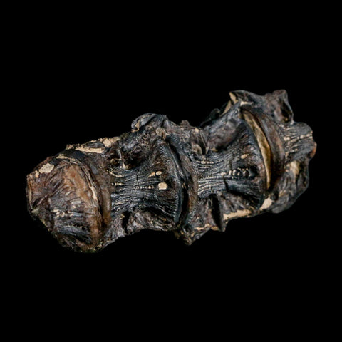 2.6" Saber Toothed Herring Fossil Vertebrae Enchodus Cretaceous Age Niobrara FM Kansas - Fossil Age Minerals