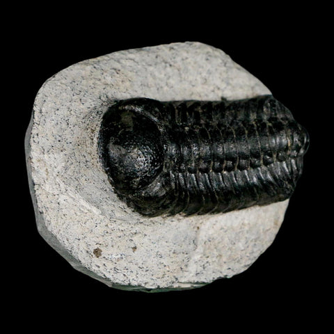 2.2" Moroccops Trilobite Fossil Devonian Morocco 400 Million Years Old COA - Fossil Age Minerals