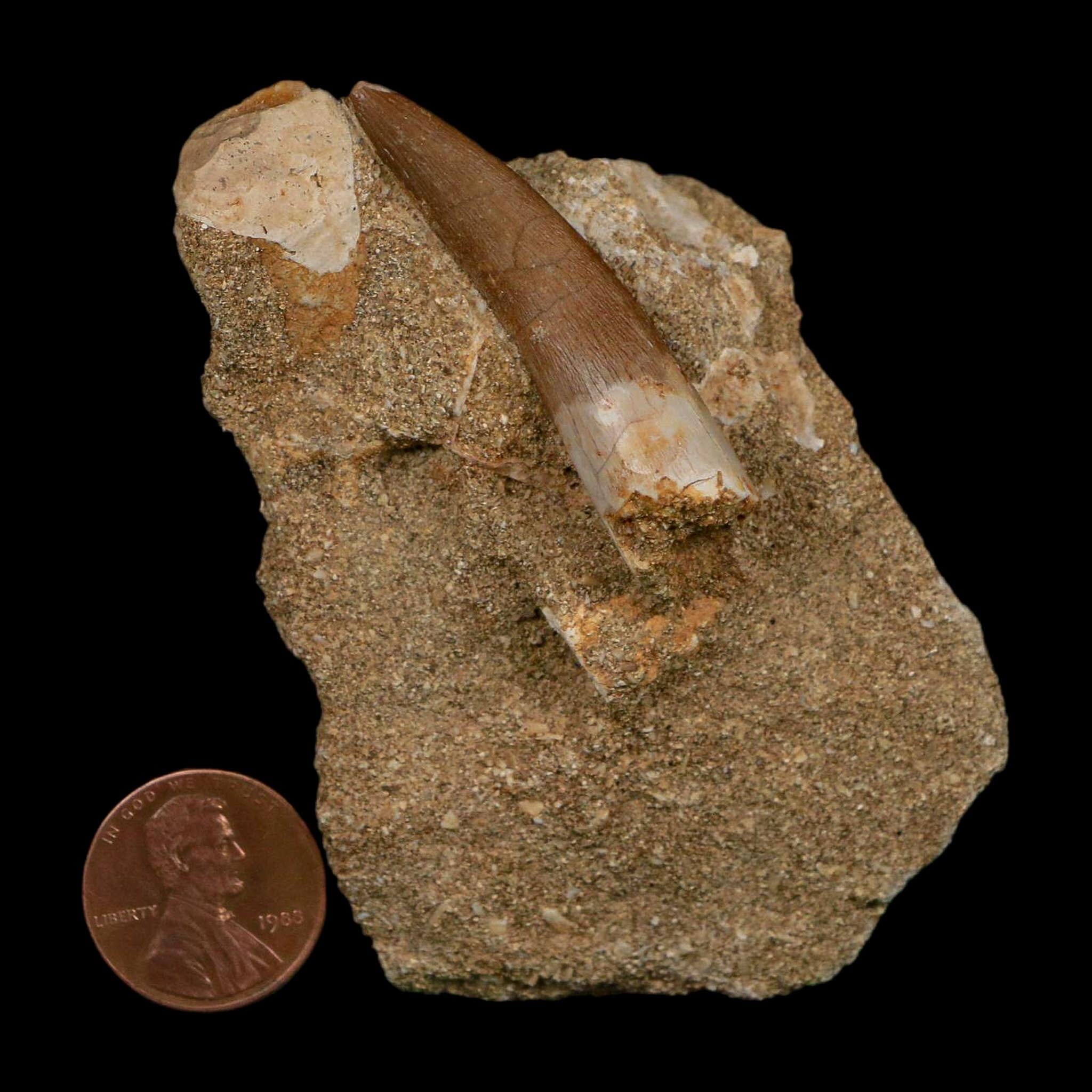 1.7" Plesiosaur Zarafasaura Tooth Fossil In Matrix Cretaceous Dinosaur Era COA - Fossil Age Minerals