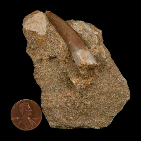 1.7" Plesiosaur Zarafasaura Tooth Fossil In Matrix Cretaceous Dinosaur Era COA