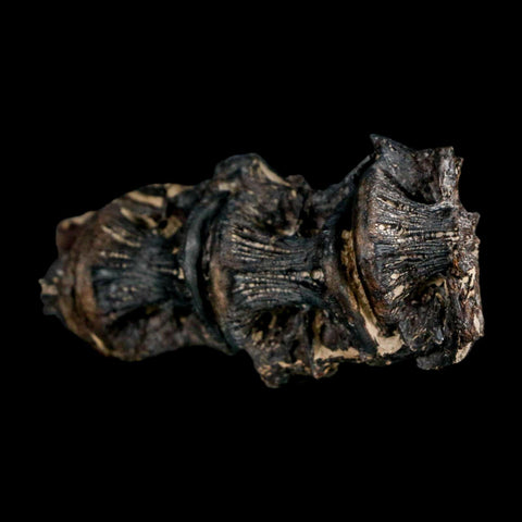2.6" Saber Toothed Herring Fossil Vertebrae Enchodus Cretaceous Age Niobrara FM Kansas - Fossil Age Minerals