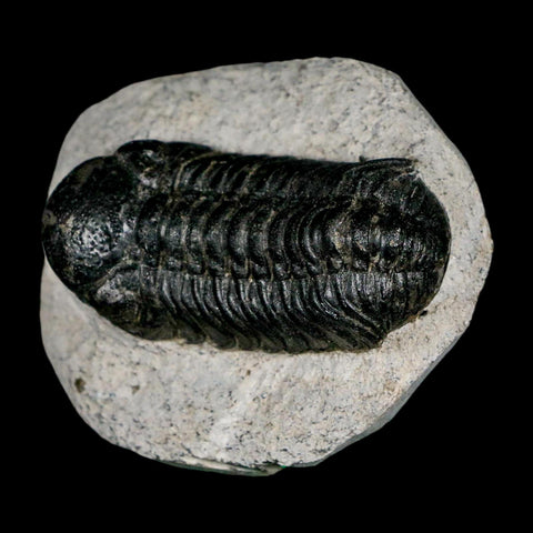 2.2" Moroccops Trilobite Fossil Devonian Morocco 400 Million Years Old COA - Fossil Age Minerals