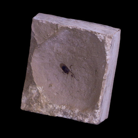 0.4 Detailed Fossil Unknown Insect Green River FM Uintah County UT Eocene Age - Fossil Age Minerals