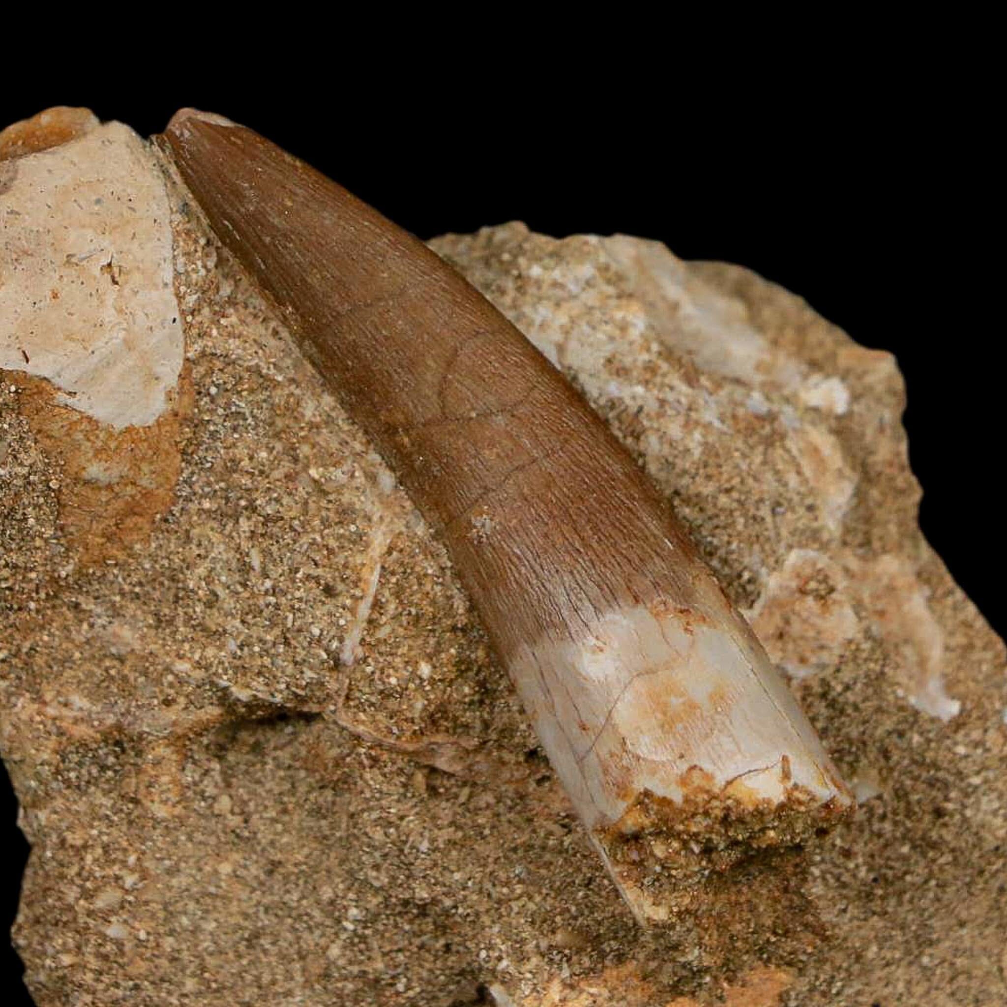 1.7" Plesiosaur Zarafasaura Tooth Fossil In Matrix Cretaceous Dinosaur Era COA - Fossil Age Minerals