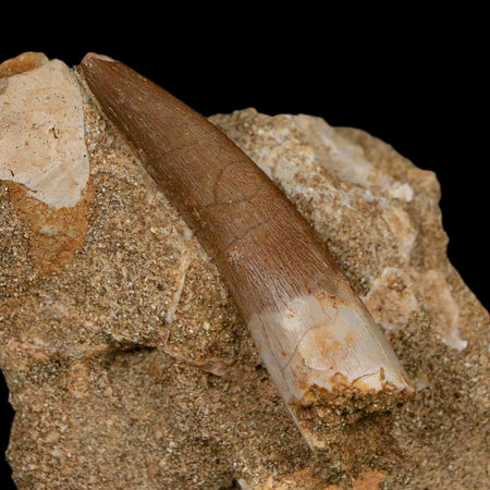 1.7" Plesiosaur Zarafasaura Tooth Fossil In Matrix Cretaceous Dinosaur Era COA