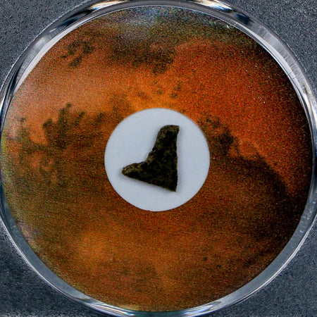 Mars Rock Martian Meteorite Amgala 001 Shergottite Olivine-Phyric COA And Display