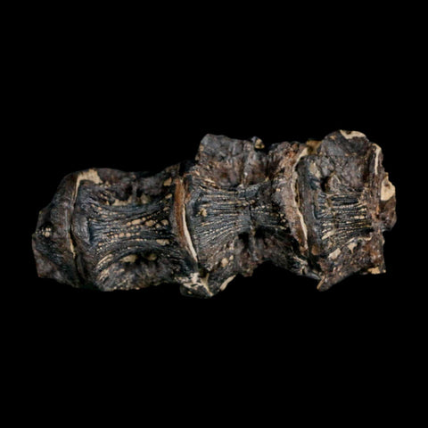 2.6" Saber Toothed Herring Fossil Vertebrae Enchodus Cretaceous Age Niobrara FM Kansas - Fossil Age Minerals