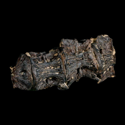 2.6" Saber Toothed Herring Fossil Vertebrae Enchodus Cretaceous Age Niobrara FM Kansas - Fossil Age Minerals