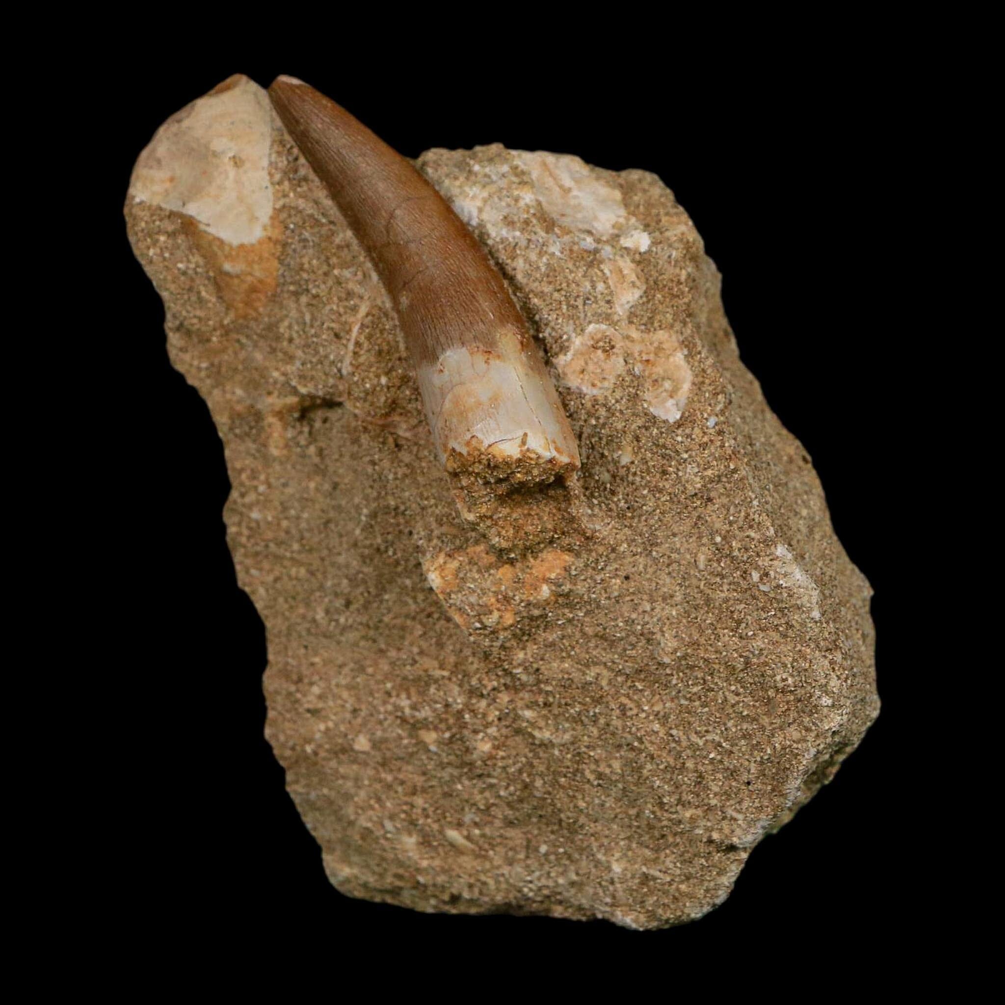 1.7" Plesiosaur Zarafasaura Tooth Fossil In Matrix Cretaceous Dinosaur Era COA - Fossil Age Minerals
