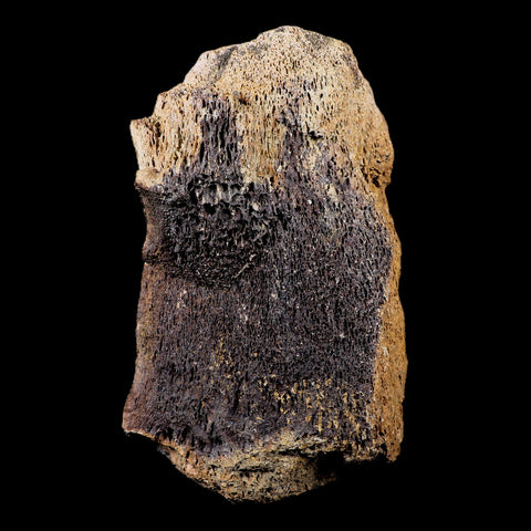 6.5" Torosaurus Bone Marrow Fossil Lance Creek FM Cretaceous Wy Dinosaur COA - Fossil Age Minerals