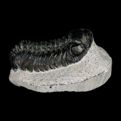 2.2" Moroccops Trilobite Fossil Devonian Morocco 400 Million Years Old COA - Fossil Age Minerals