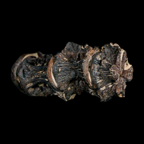 2.6" Saber Toothed Herring Fossil Vertebrae Enchodus Cretaceous Age Niobrara FM Kansas - Fossil Age Minerals