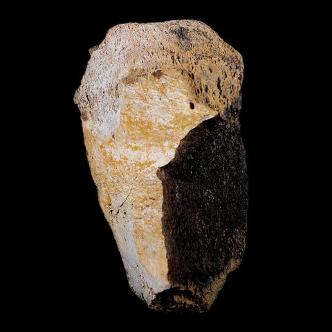 6.5" Torosaurus Bone Marrow Fossil Lance Creek FM Cretaceous Wy Dinosaur COA - Fossil Age Minerals