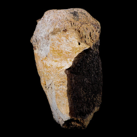 6.5" Torosaurus Bone Marrow Fossil Lance Creek FM Cretaceous Wy Dinosaur COA - Fossil Age Minerals