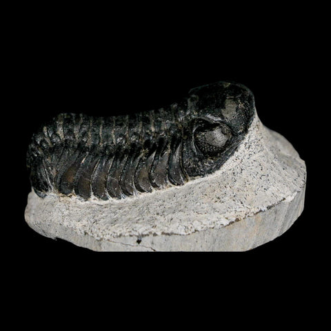 2.2" Moroccops Trilobite Fossil Devonian Morocco 400 Million Years Old COA - Fossil Age Minerals