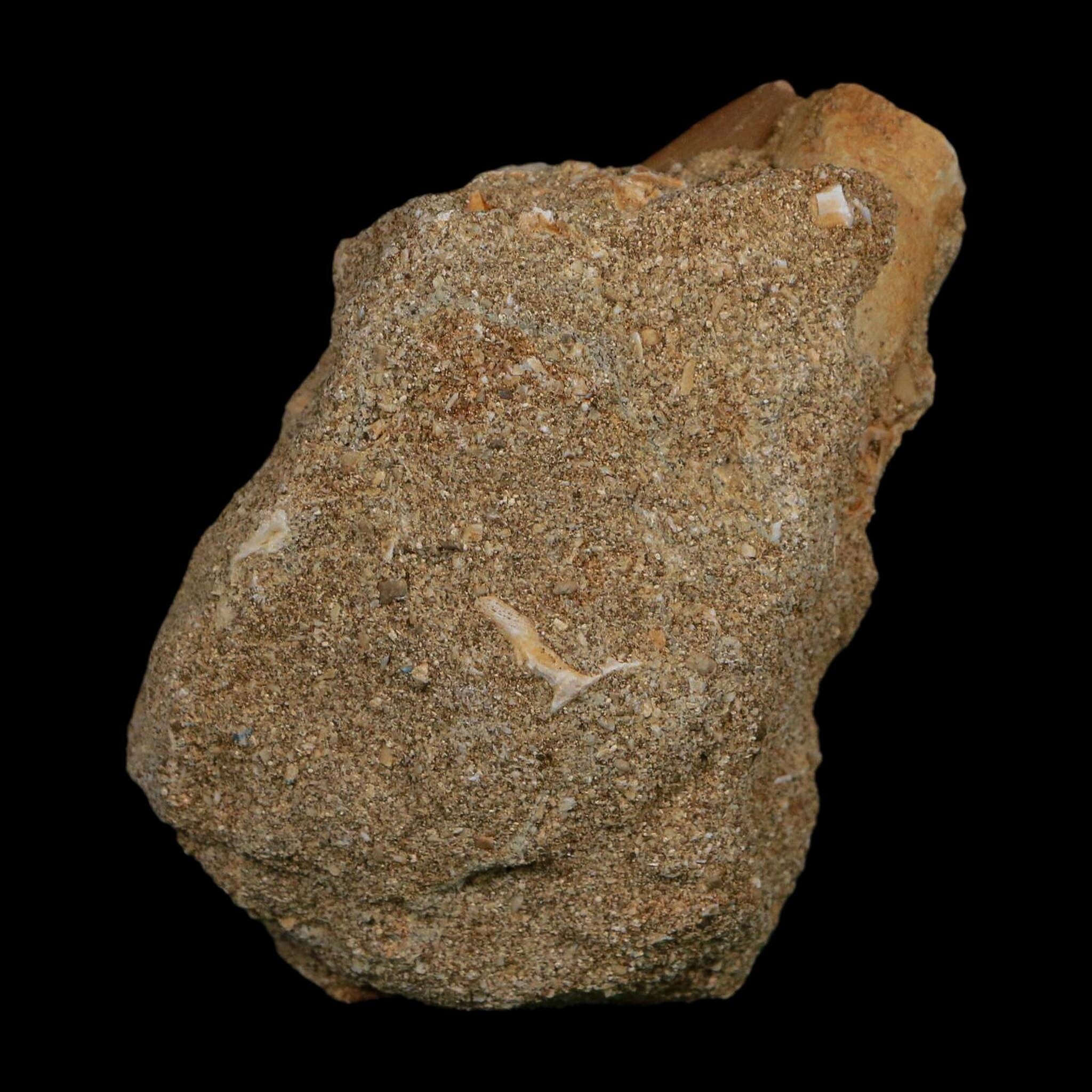 1.7" Plesiosaur Zarafasaura Tooth Fossil In Matrix Cretaceous Dinosaur Era COA - Fossil Age Minerals