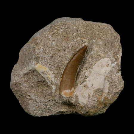 1.7" Plesiosaur Zarafasaura Tooth Fossil In Matrix Cretaceous Dinosaur Era COA