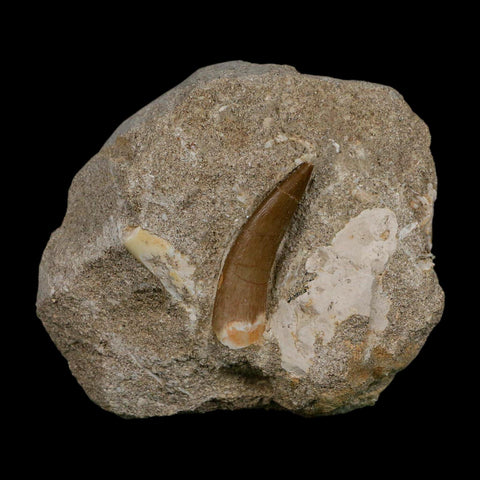 1.7" Plesiosaur Zarafasaura Tooth Fossil In Matrix Cretaceous Dinosaur Era COA
