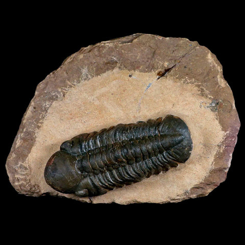 3.3" Reedops Cephalotes Trilobite Fossil Morocco Devonian Age 400 Mil Yrs Old COA - Fossil Age Minerals
