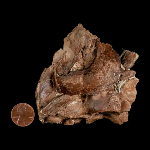 3.7" Ichthyodectes Fish Fossil Bones In Matrix Late Cretaceous Era Niobrara FM Kansas - Fossil Age Minerals