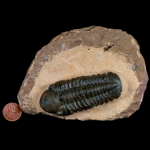 3.3" Reedops Cephalotes Trilobite Fossil Morocco Devonian Age 400 Mil Yrs Old COA - Fossil Age Minerals