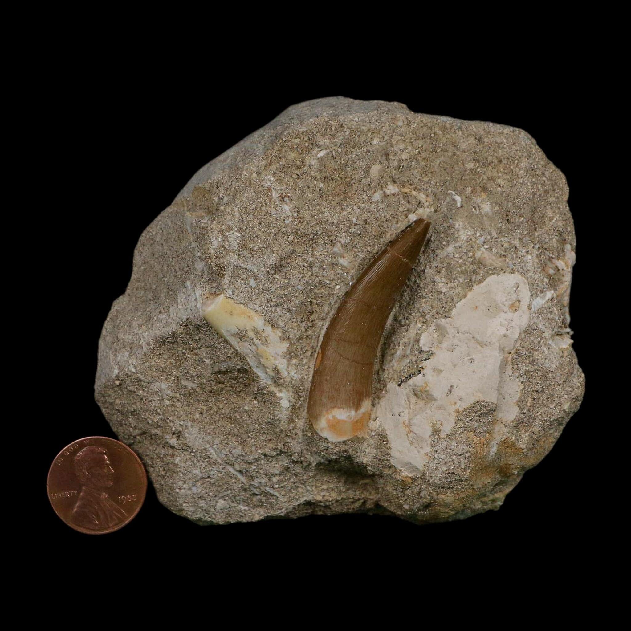 1.7" Plesiosaur Zarafasaura Tooth Fossil In Matrix Cretaceous Dinosaur Era COA - Fossil Age Minerals