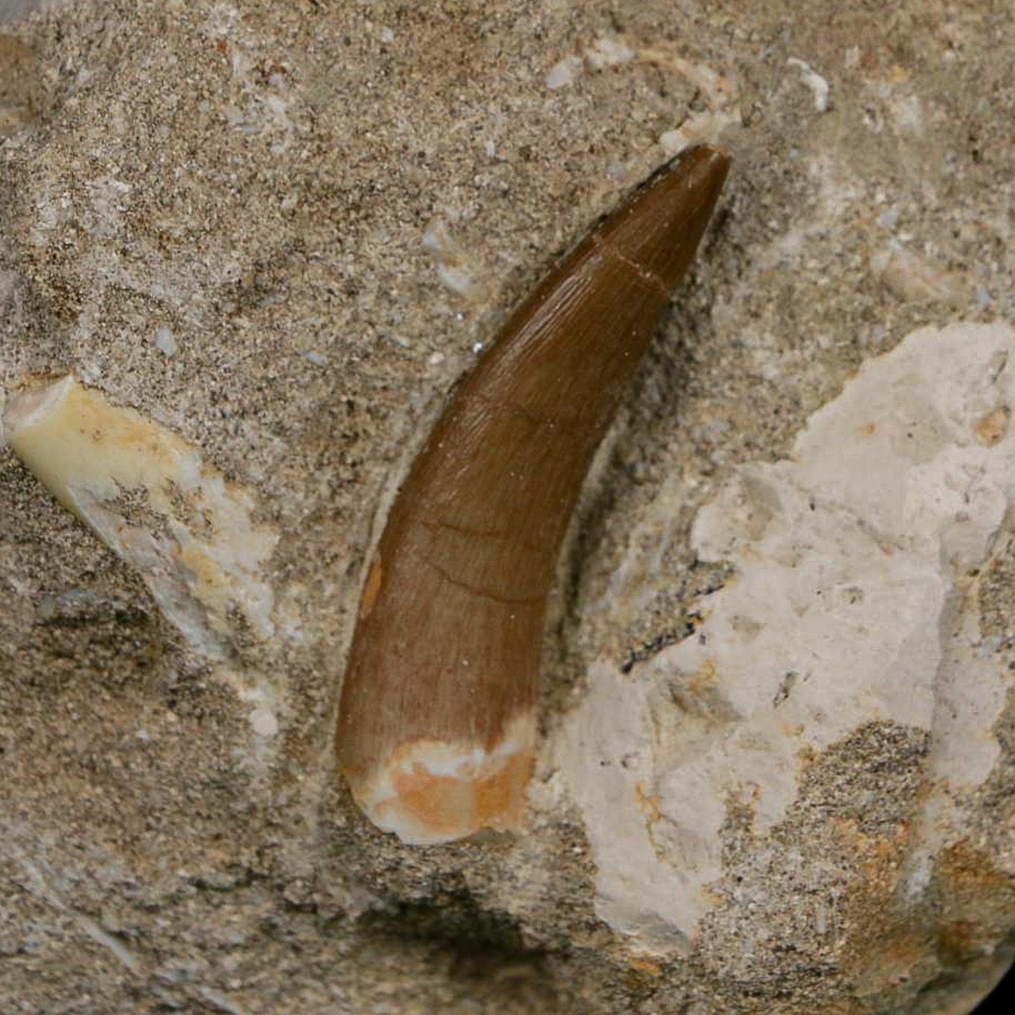 1.7" Plesiosaur Zarafasaura Tooth Fossil In Matrix Cretaceous Dinosaur Era COA - Fossil Age Minerals
