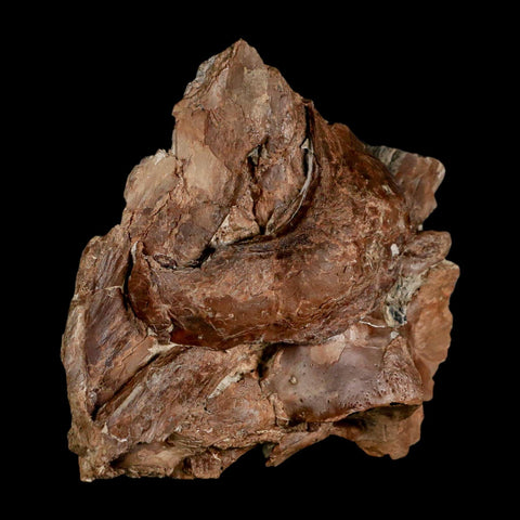 3.7" Ichthyodectes Fish Fossil Bones In Matrix Late Cretaceous Era Niobrara FM Kansas - Fossil Age Minerals