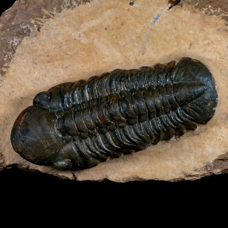 3.3" Reedops Cephalotes Trilobite Fossil Morocco Devonian Age 400 Mil Yrs Old COA