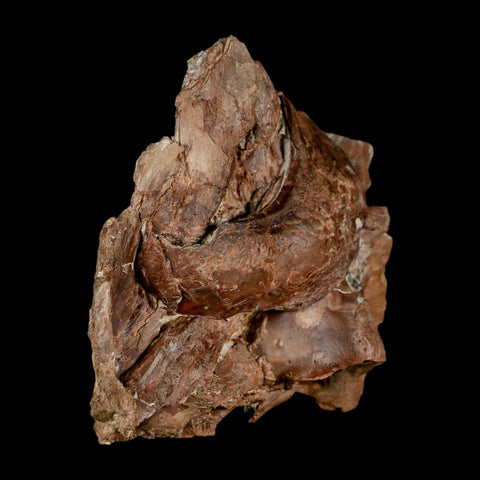 3.7" Ichthyodectes Fish Fossil Bones In Matrix Late Cretaceous Era Niobrara FM Kansas - Fossil Age Minerals