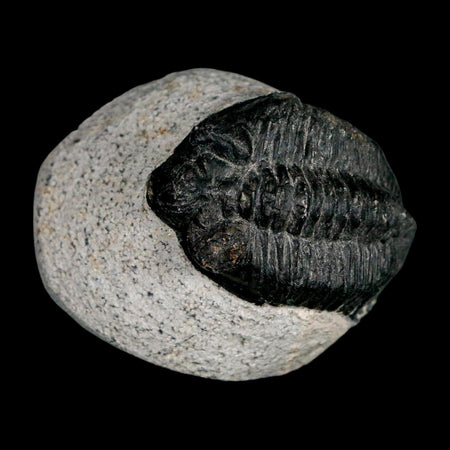 1.6" Coltraenia Oufatenensis Trilobite Fossil Devonian Morocco 400 Mil Yrs Old COA
