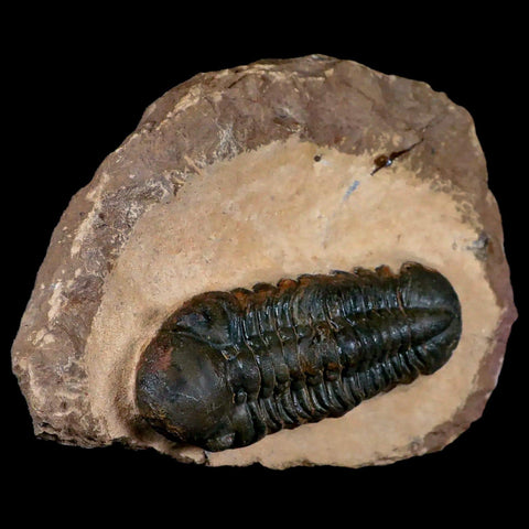 3.3" Reedops Cephalotes Trilobite Fossil Morocco Devonian Age 400 Mil Yrs Old COA - Fossil Age Minerals