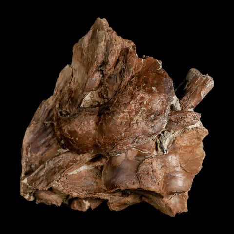 3.7" Ichthyodectes Fish Fossil Bones In Matrix Late Cretaceous Era Niobrara FM Kansas - Fossil Age Minerals